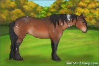 Horse Color:White Spotted Bay 