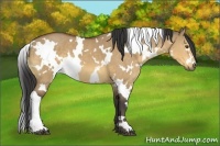 Horse Color:White Spotted Buckskin Dun