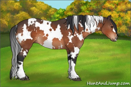 Horse Color:White Spotted Bay