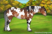 Horse Color:White Spotted Bay 