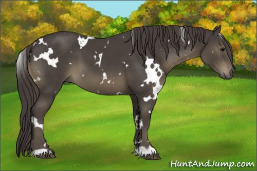 Horse Color:White Spotted Smoky Black