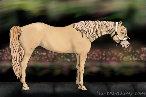 Horse Color:Gold Champagne 