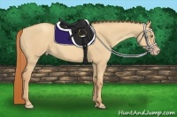 Horse Color:Gold Champagne Dun