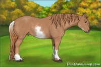 Horse Color:White Spotted Chestnut 