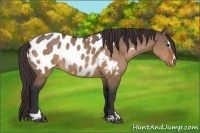 Horse Color:Brown Dun Sabino Appaloosa 