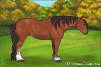 Horse Color:Bay Sabino 