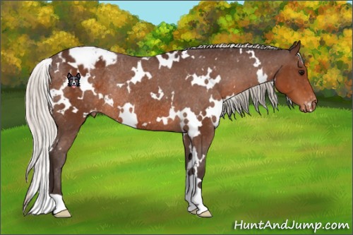 Horse Color:White Spotted Silver Brown Varnish Rabicano 