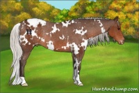 Horse Color:White Spotted Silver Brown Varnish Rabicano 