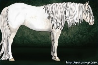 Horse Color:Cremello Appaloosa 