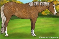 Horse Color:Chocolate Silver Buckskin Sabino 