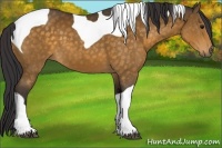 Horse Color:Buckskin Tobiano