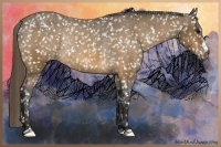 Horse Color:Buckskin Appaloosa Rabicano 