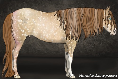 Horse Color:Buckskin Pearl Appaloosa Rabicano 