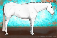 Horse Color:Liver Chestnut Pearl Appaloosa 