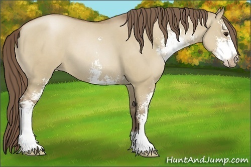 Horse Color:Grullo Roan Pearl Sabino