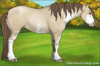 Horse Color:Grullo Roan Pearl Sabino 
