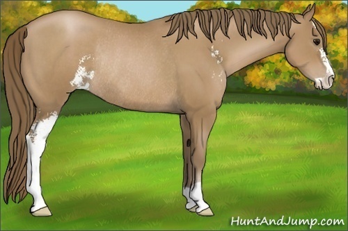 Horse Color:Black Pearl Sabino Rabicano