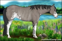 Horse Color:Grullo Sabino Rabicano 