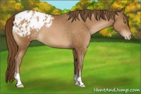 Horse Color:Brown Pearl Appaloosa 