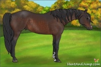 Horse Color:Bay Sabino Rabicano