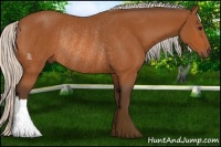 Horse Color:Silver Bay Rabicano