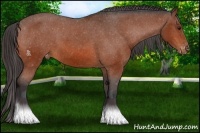 Horse Color:Bay Appaloosa 