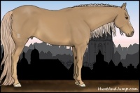 Horse Color:Palomino 