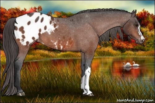 Horse Color:Brown Blanket 