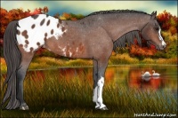 Horse Color:Brown Appaloosa 