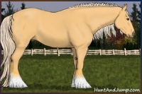 Horse Color:Palomino 