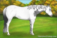 Horse Color:Black Ice Splash Tobiano Frame 