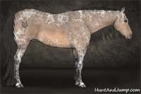 Horse Color:Buckskin Ice 