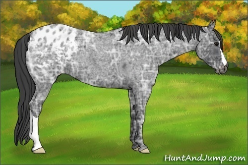Horse Color:Blue Ice Roan Appaloosa