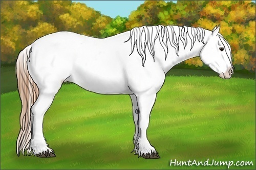 Horse Color:Buckskin Varnish