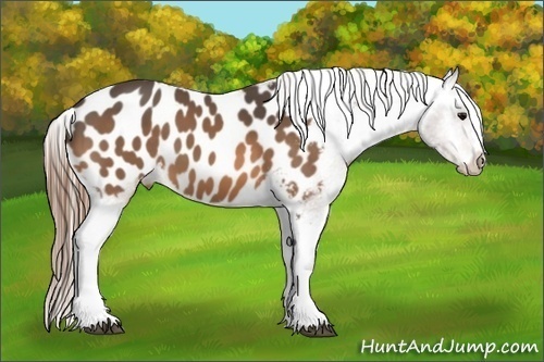 Horse Color:Buckskin Near Leopard 