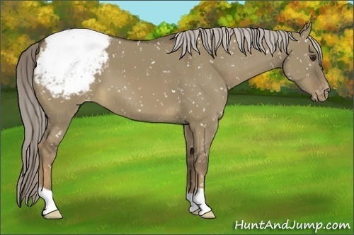 Horse Color:Chocolate Palomino Dun Appaloosa 