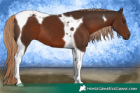 Horse Color:Liver Chestnut Tobiano 