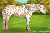 Horse Color:Gold Champagne Appaloosa 