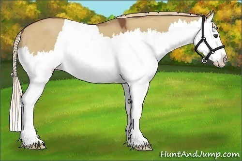Horse Color:Red Dun Sabino Splash 