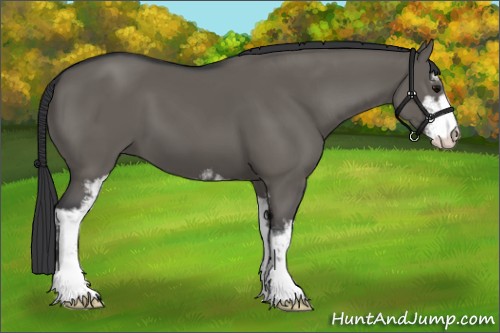 Horse Color:Grullo Sabino