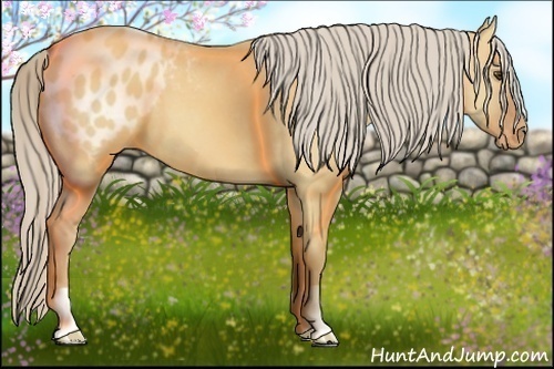 Horse Color:Palomino Dun Appaloosa