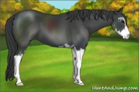Horse Color:Black Sabino 