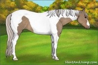 Horse Color:Silver Grullo Tobiano
