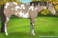 Horse Color:White Spotted Sable Cream Champagne Sabino 