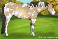 Horse Color:White Spotted Amber Cream Champagne Sabino 