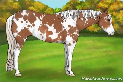 Horse Color:White Spotted Silver Bay Sabino