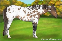 Horse Color:White Spotted Buckskin Appaloosa