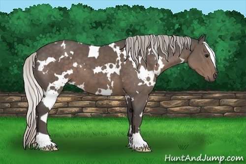 Horse Color:White Spotted Silver Black 