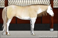 Horse Color:Brown Pearl Dun Sabino Splash Rabicano