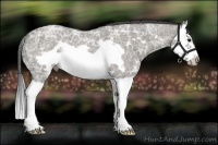 Horse Color:Smoky Grullo Ice Roan Splash Frame 